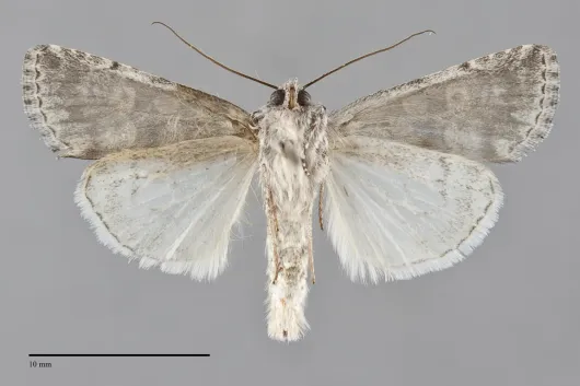 Sympistis definita