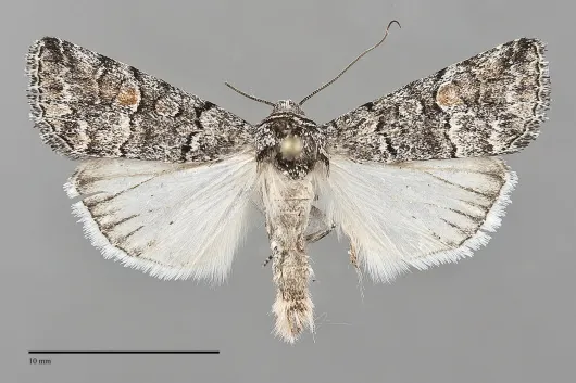 Sympistis definita