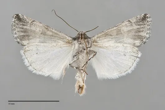 Sympistis definita