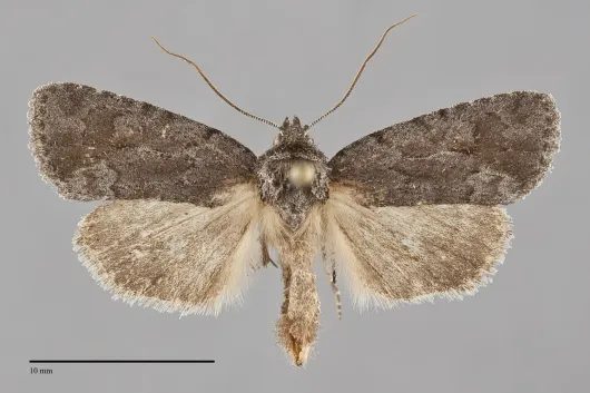 Sympistis dentata