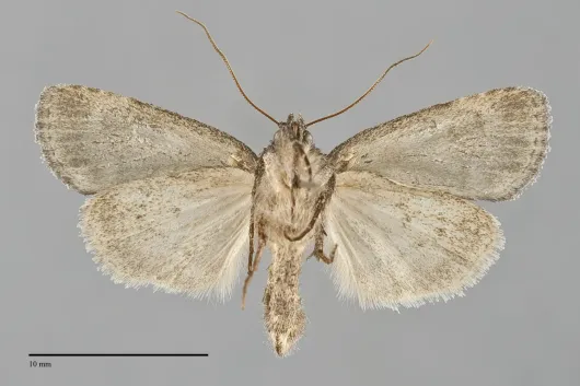 Sympistis dentata