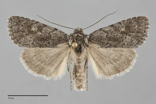Sympistis dentata