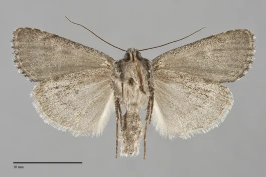 Sympistis dentata