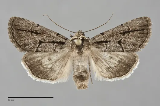 Sympistis dinalda