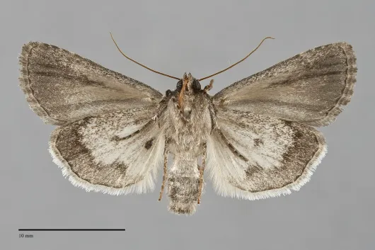 Sympistis dinalda