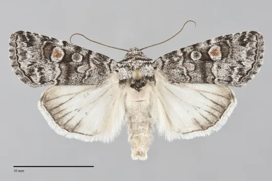 Sympistis dunbari