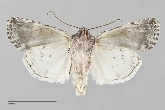 Sympistis dunbari