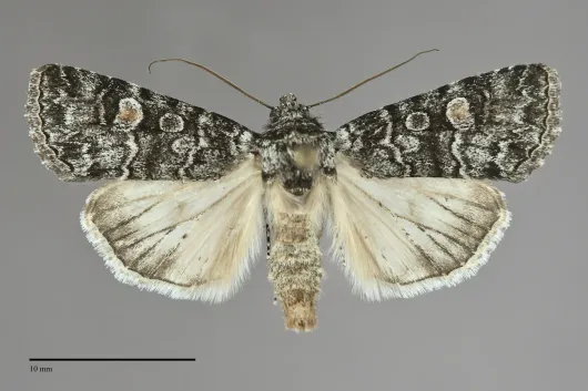 Sympistis dunbari