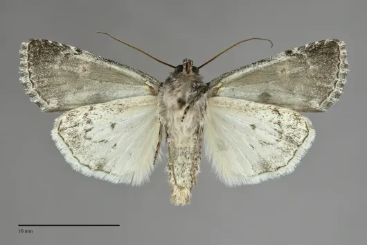 Sympistis dunbari