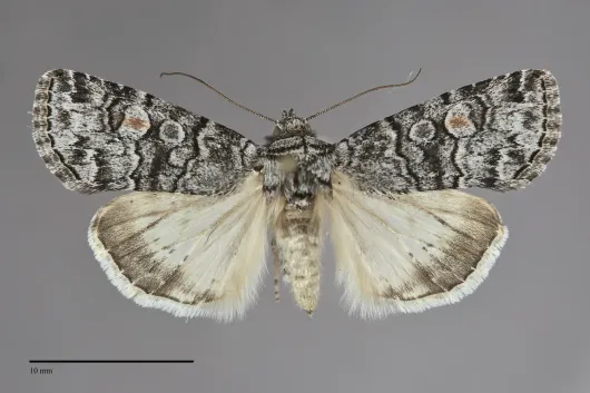 Sympistis dunbari