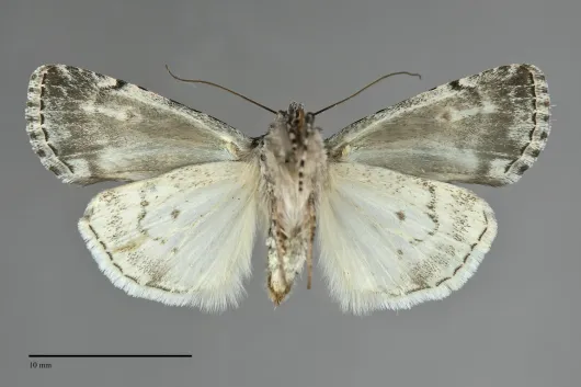 Sympistis dunbari
