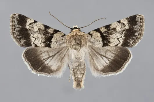 Sympistis extremis