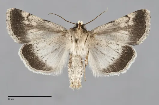 Sympistis extremis
