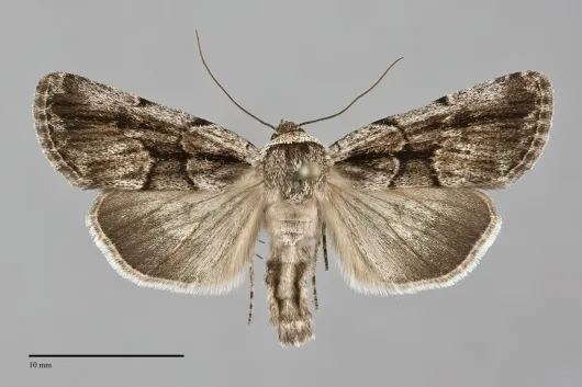 Sympistis fifia