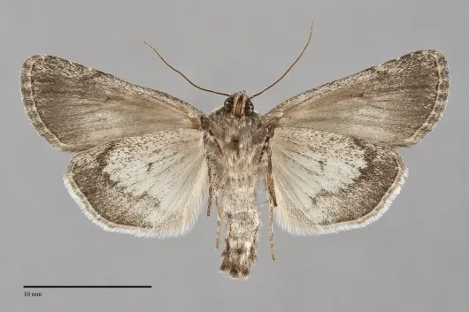 Sympistis fifia