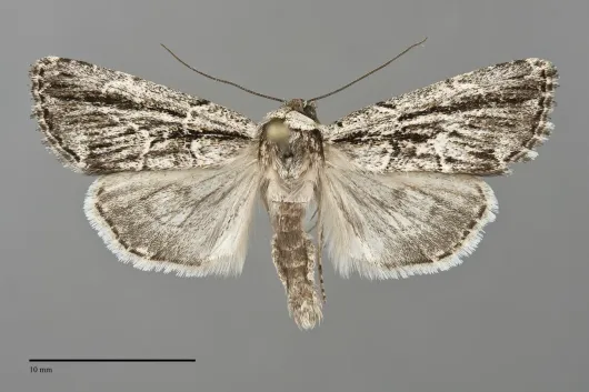 Sympistis fifia