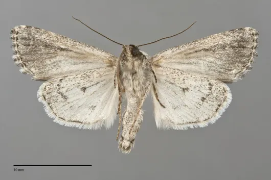 Sympistis fifia