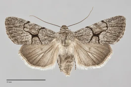 Sympistis figurata