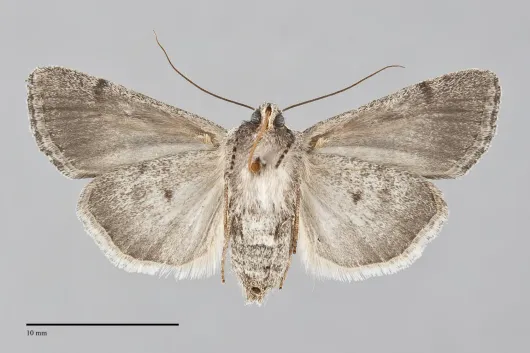 Sympistis figurata