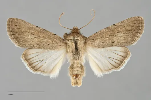 Sympistis fortis