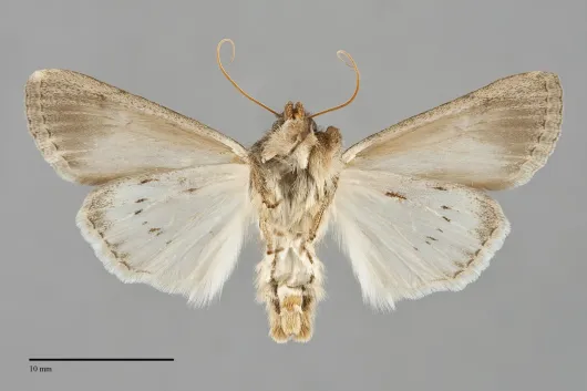 Sympistis fortis