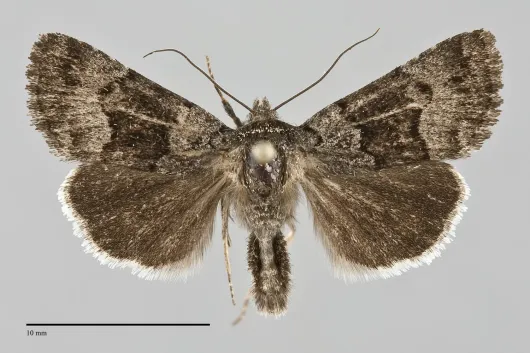 Sympistis funebris