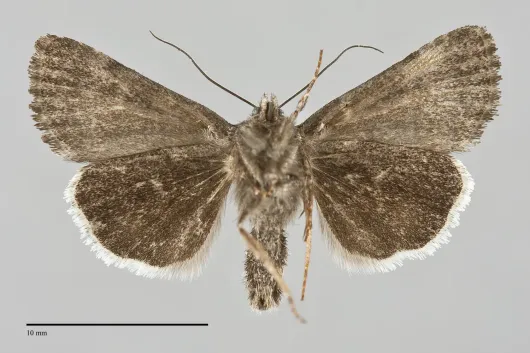 Sympistis funebris