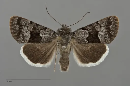 Sympistis funebris