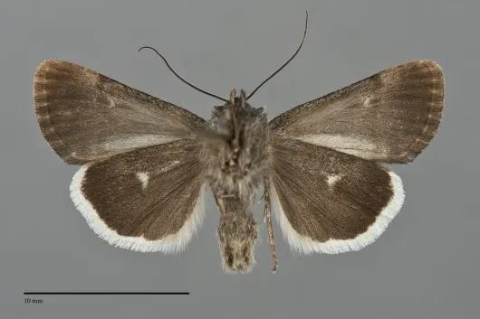 Sympistis funebris