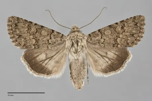 Sympistis glennyi