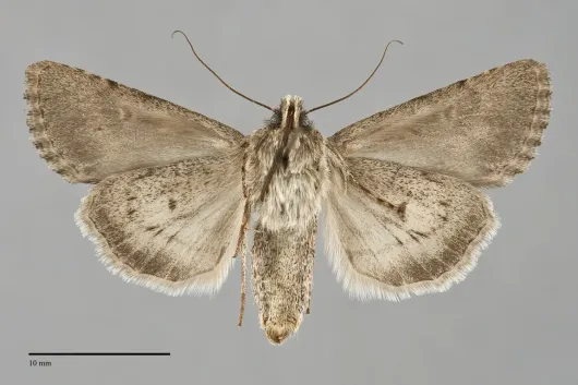 Sympistis glennyi