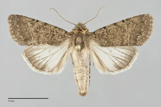Sympistis goedeni