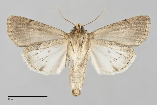 Sympistis goedeni