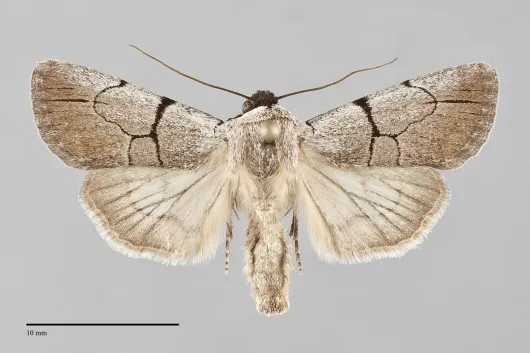 Sympistis greyi