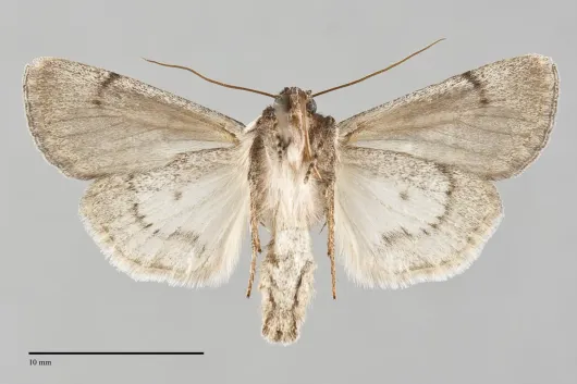 Sympistis greyi