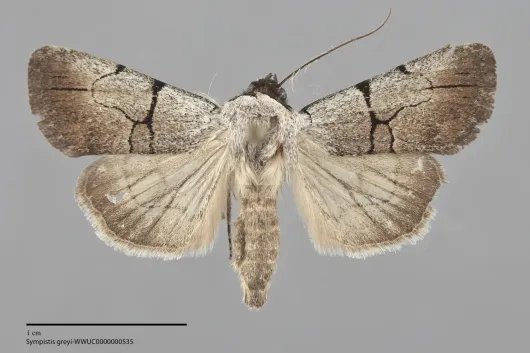 Sympistis greyi