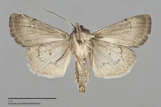Sympistis greyi
