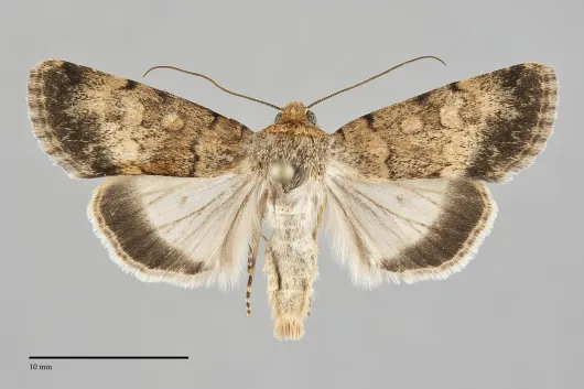 Sympistis hathor