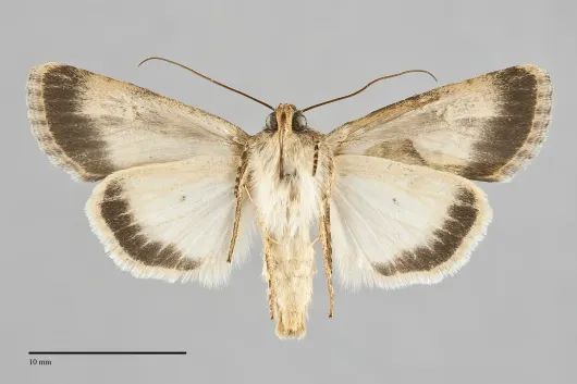 Sympistis hathor