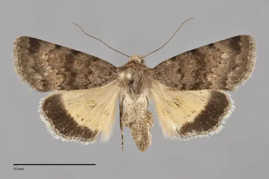 Sympistis hayesi