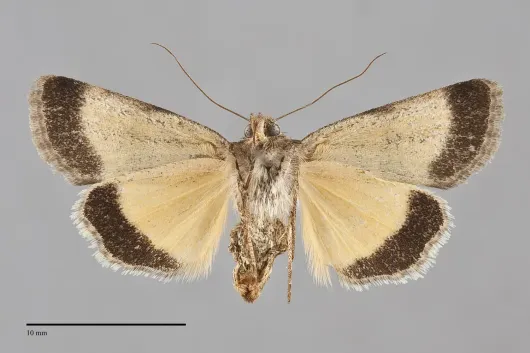 Sympistis hayesi