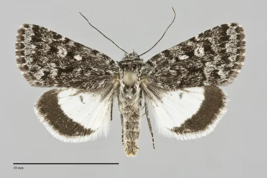 Sympistis heliophila