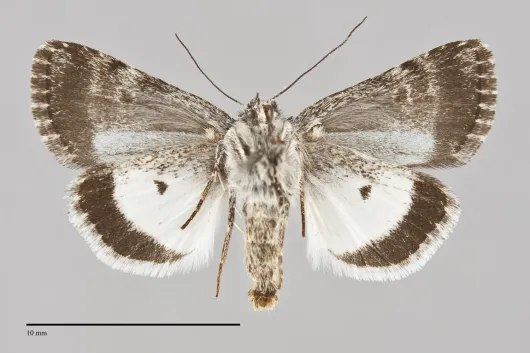 Sympistis heliophila