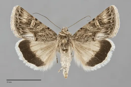 Sympistis incubus