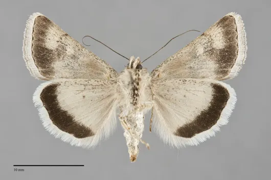 Sympistis incubus