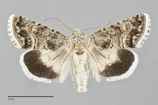 Sympistis iricolor