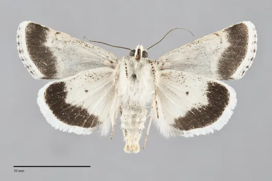 Sympistis iricolor