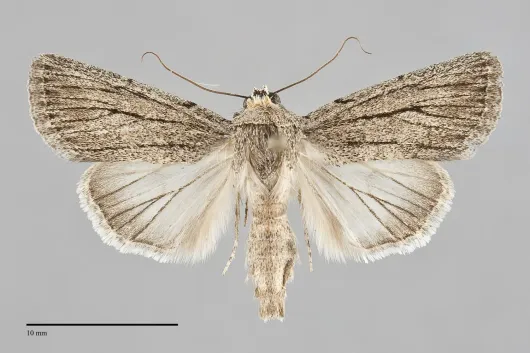 Sympistis lacticollis