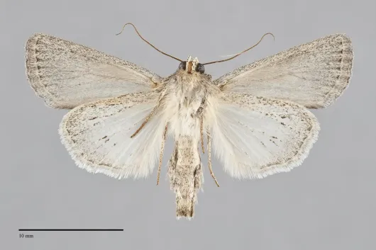 Sympistis lacticollis