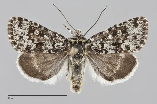 Sympistis lapponica